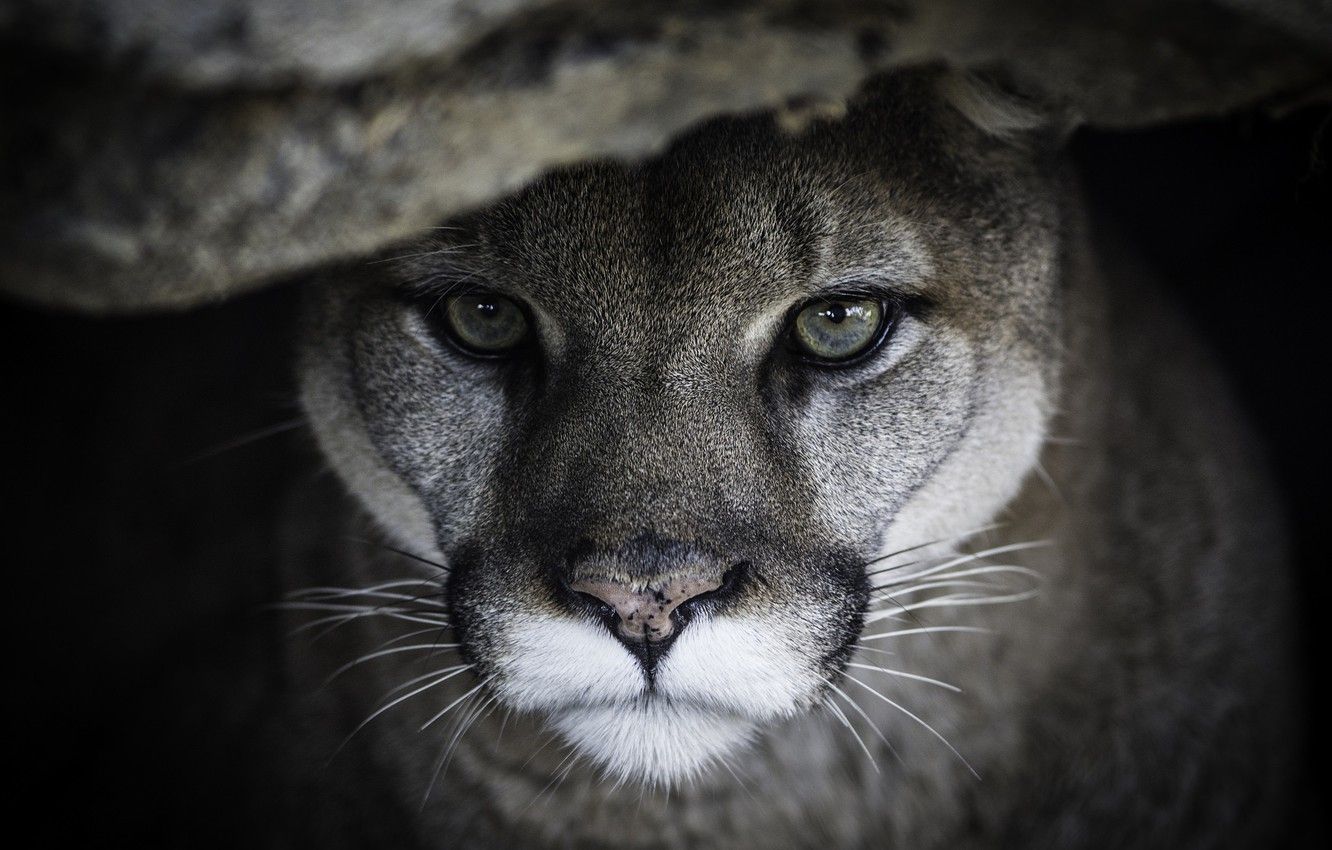 1332x850 Wallpaper face, portrait, predator, Puma, wild cat, Cougar images