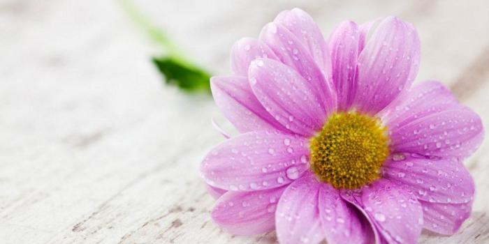 1241x776 Beautiful Flower Pictures wallpaper | 1280×800 | #51456 – flowers