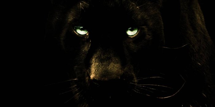 1440x1280 Black Panther Puma Wallpaper by GaTiTOTonTo - 95 - Free on ZEDGE™