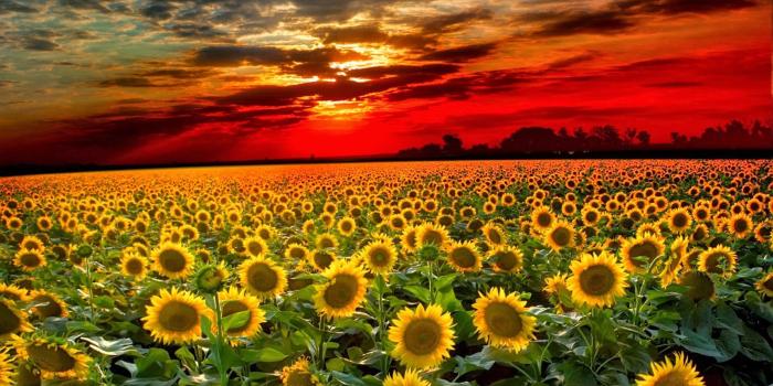 1600x1112 Prettiest Wallpapers , (63+) image collections of wallpapers