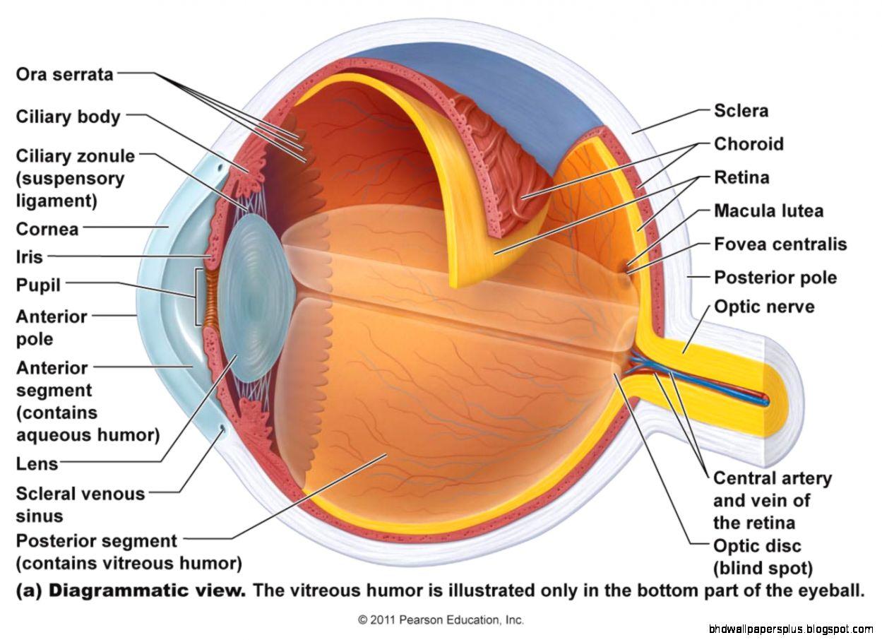 1249x906 Ey Wallpaper - Eye Anatomy And Physiology (#1379626) - HD Wallpaper