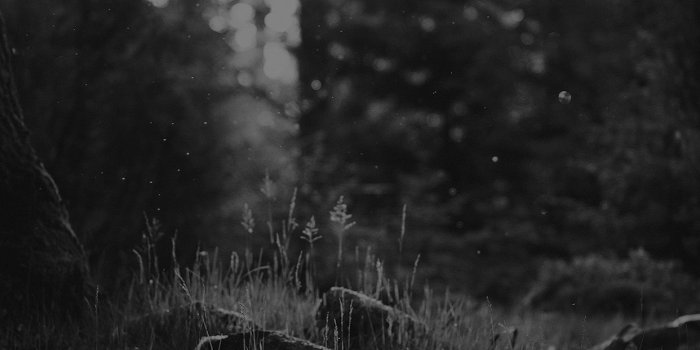 1242x2208 Black And White Forest Nature Eerie Android Wallpaper free download