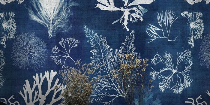 1350x1350 Algae Navy Blue Wallpaper