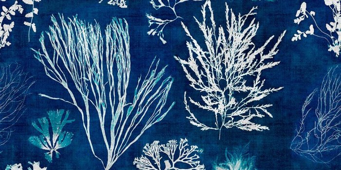 1000x1000 Algae Navy Blue Collectables Wallpaper
