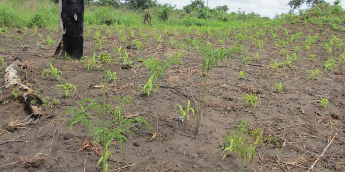 1700x1275 cultivation wallpaper Gallery