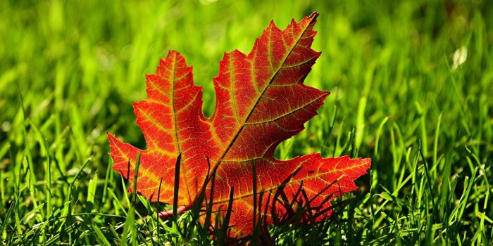 1280x854 Wallpaper Leaf acer Nature Grass Closeup