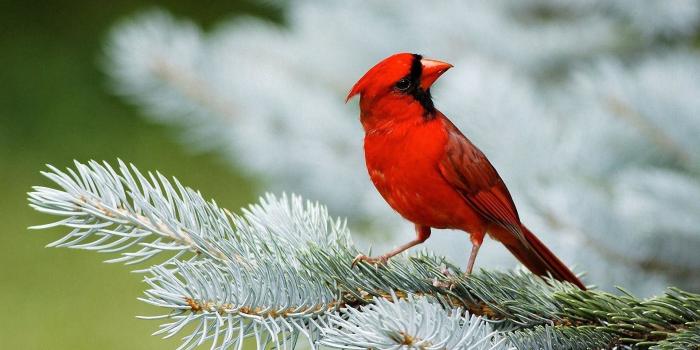 1920x1200 70+ Red Bird Wallpapers on WallpaperPlay