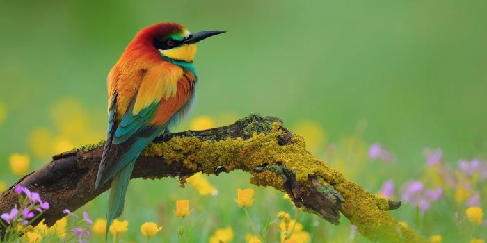 2560x1600 66+ Bird Desktop Wallpapers on WallpaperPlay