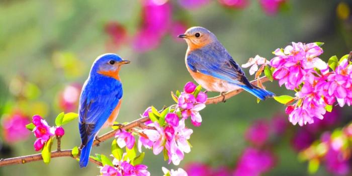 1920x1080 45+ Spring Birds Wallpapers - Download at WallpaperBro