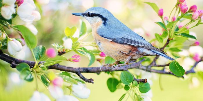 3840x2160 Spring Bird Desktop Wallpaper (81+ images)