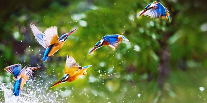 1920x1080 Birds Wallpapers HD Pictures | Live HD Wallpaper HQ Pictures, Images
