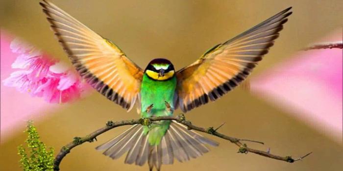 1280x720 Lovely Birds Wallpaper Photos
