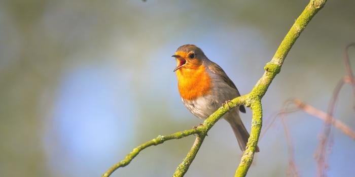 1920x1280 Singing Bird Wallpapers HD Free Download