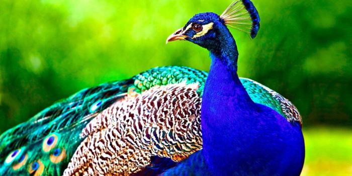 1392x870 Bird Picture 25356 - HDWPro