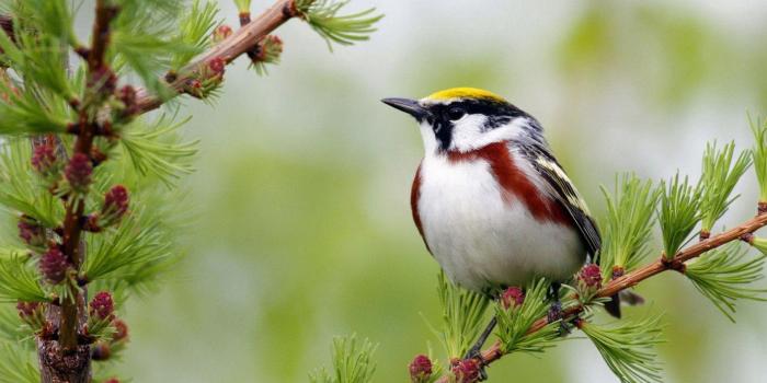 1920x1200 Birds Wallpapers