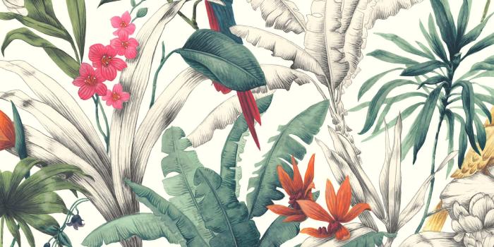 2500x2500 Bird of Paradise Parrot Design Accessorize Wallpaper | Red, Pink & Green