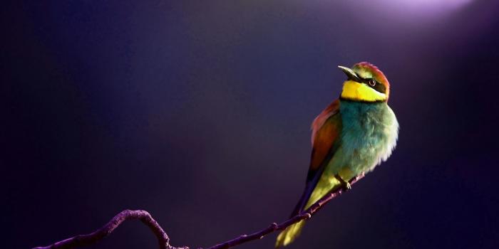 1600x900 The Fresh Wallpaper: Beautiful Nice and Lovely Birds Images