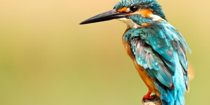 3840x2160 Beautiful Kingfisher Bird Wallpaper | HD Wallpapers