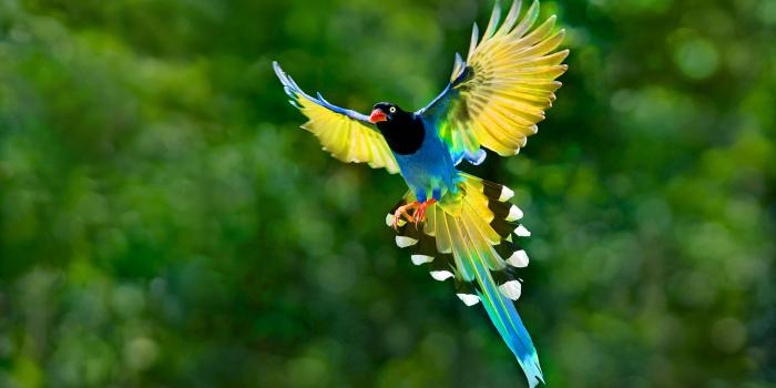 3840x2400 Bird Image 12664 - HDWPro