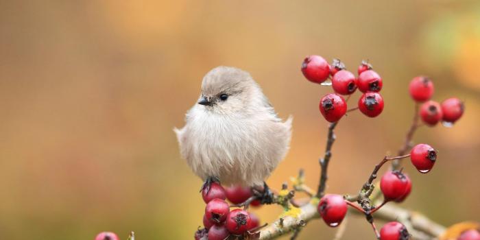 2400x1480 Cute Bird Wallpapers - Top Free Cute Bird Backgrounds - WallpaperAccess