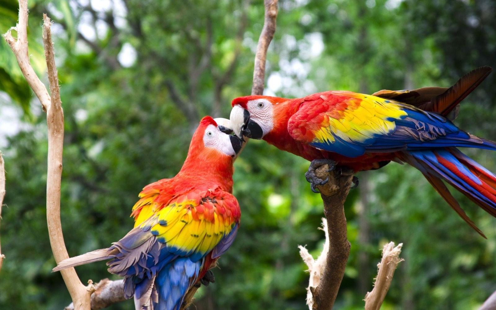 1920x1200 55 Cute Love Bird Colorful Parrot HD Wallpapers Download