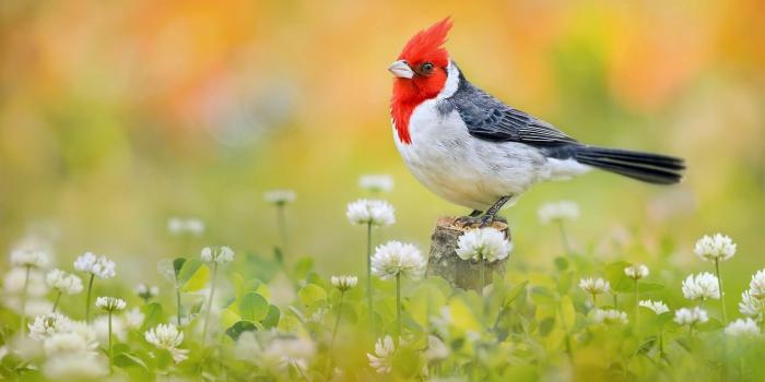 1920x1200 70+ Red Bird Wallpapers on WallpaperPlay