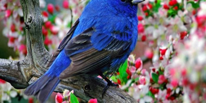 1024x768 13 Beautiful HD and 4K Wallpapers of Exotic Birds That You Should…