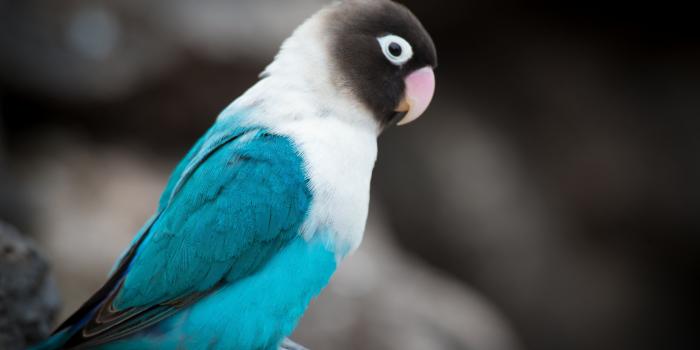 3840x2400 Love Bird, HD Birds, 4k Wallpapers, Images, Backgrounds, Photos and