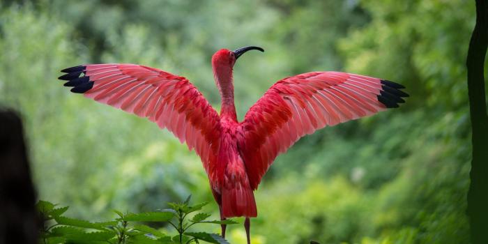 1920x1280 Red Bird Wallpapers