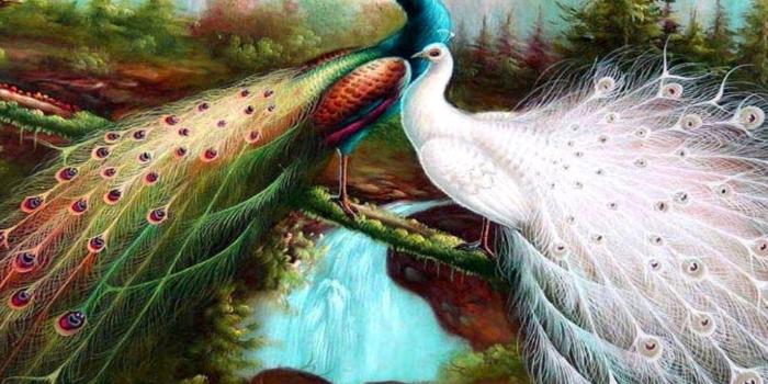 1920x1200 Beautiful Bird Wallpaper - (40+) Group Wallpapers