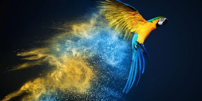 1500x1000 Buy Colourful Flying Bird Wallpaper Online in India at Best Price