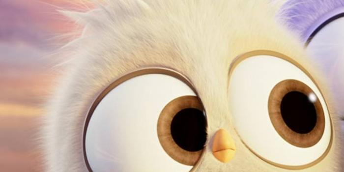 720x1280 cute angry bird Wallpaper by floradam - 1a - Free on ZEDGE™