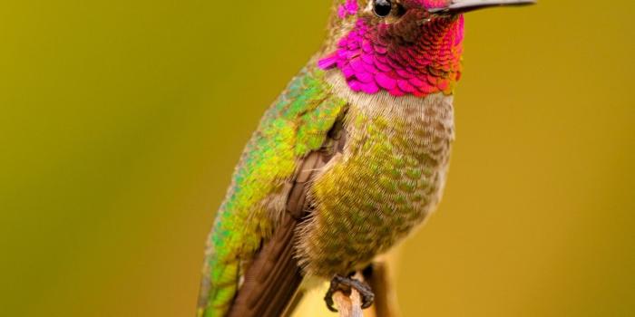 1280x1024 Anna's Hummingbird Male Bird ❤ 4K HD Desktop Wallpaper for 4K Ultra