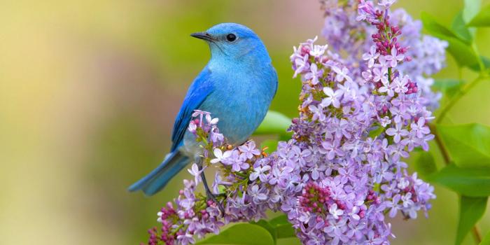 1920x1080 Bird Wallpaper 7 - 1920 X 1080