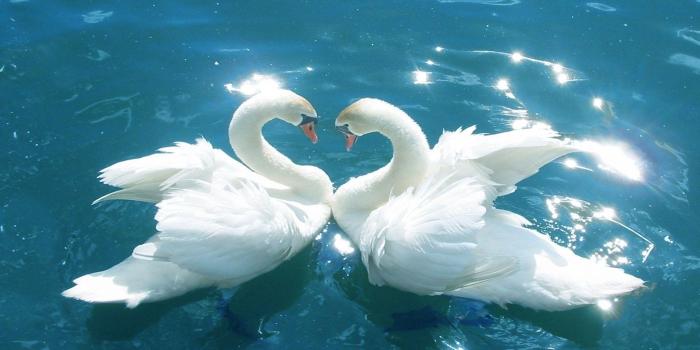 1920x1200 Birds Wallpapers