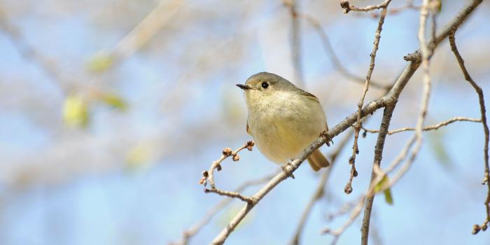 1280x847 Desktop Wallpaper: Birds | Chicago Botanic Garden