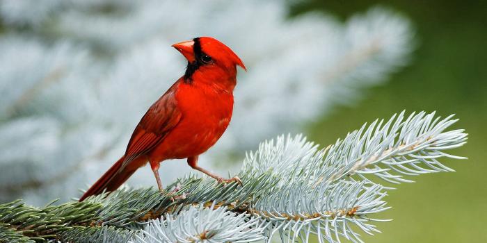 1920x1200 50 Beautiful Butterfly and Bird Wallpapers