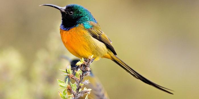 1920x1080 Colorful Bird ❤ 4K HD Desktop Wallpaper for 4K Ultra HD TV • Wide