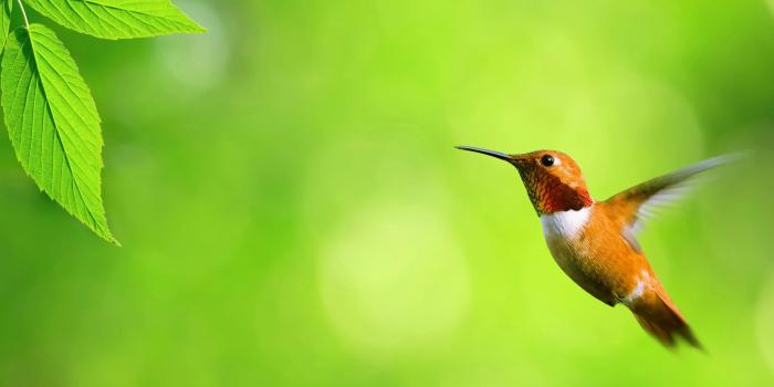 1920x1200 Nice Bird Photo 12673 - HDWPro