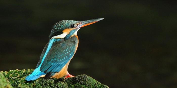 1920x1080 Cute Bird Wallpapers Pack Download - FLGX DB