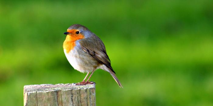 1920x1080 45+ Cute Bird Computer Wallpapers - Download at WallpaperBro