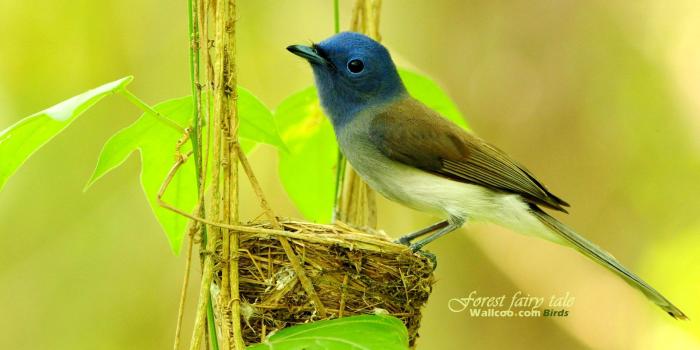 1920x1200 Cute bird wallpaper 18913 - Birds photo - Animal