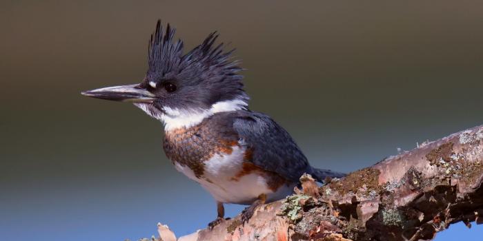 1920x1080 Download this awesome wallpaper - Wallpaper Cart