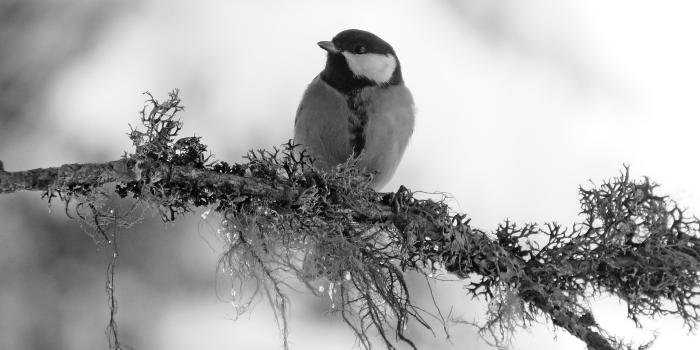 1920x1231 Winter Birds Wallpapers HD Free Download