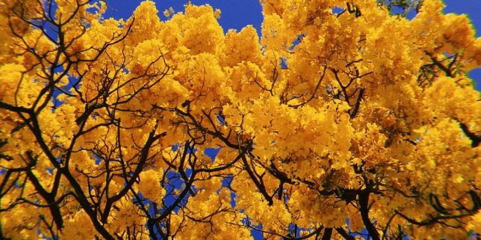 1224x1632 Zapopan, Jalisco #spring #yellow #flowers #nature #sky #summer