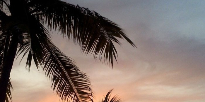 1080x1920 Puerto Vallarta Jalisco in 2019 | ⭐CAN YOU SAY BEAUTIFUL⭐ | Tree