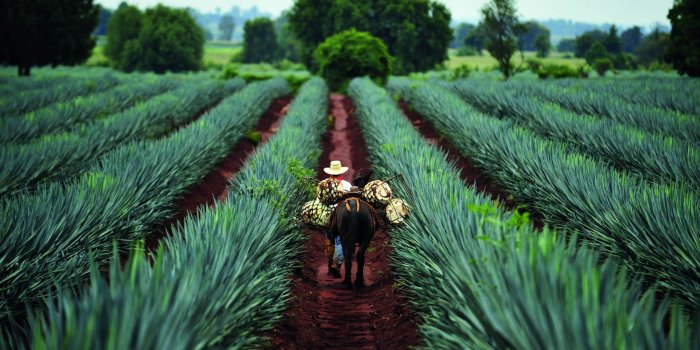 1920x1080 Agave to Anejo: The tequila renaissance | Foodism TO