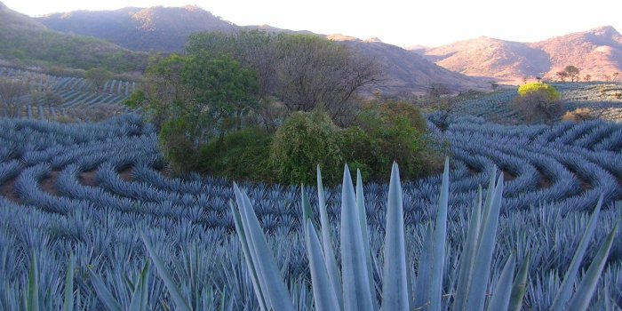 2048x1536 The archaeological site of Mesa Alta in a field of agave. Jalisco