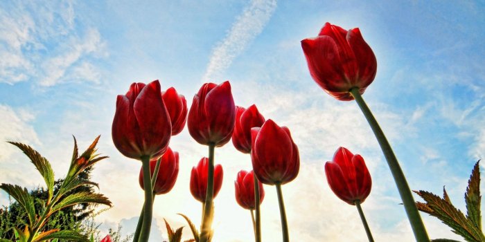 1920x1080 Sky Clouds Tulips Sunny Day Close Up Free Wallpaper HQ | MeWallpaper