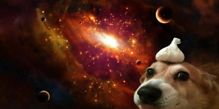 1920x1080 A dog with garlic on its' head in space [1920x1080] | wallpapers